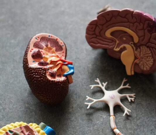 뇌건강, 작은 습관의 변화가 큰 차이를 만든다 brown human organs learning equipment