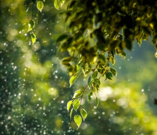 삶 속 웰니스 문화, 소확행에서 마인드풀니스까지…나만의 건강 루틴 만드는 법 selective focus photo of green vine