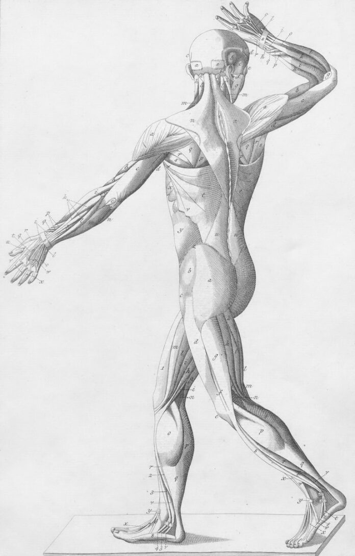 Photo by Europeana Human musculature from behind